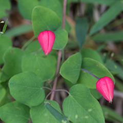 Clematis texensis