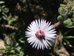 Drosanthemum striatum