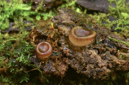 Pachyella