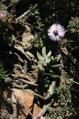 Drosanthemum striatum