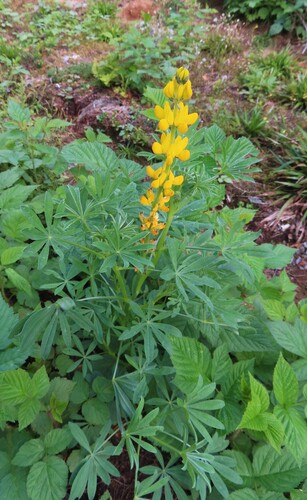 European yellow lupine