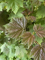 Acer pseudoplatanus