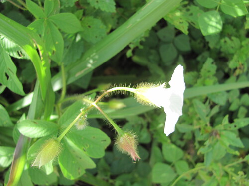 Corda-de-viola (Merremia aegyptia)