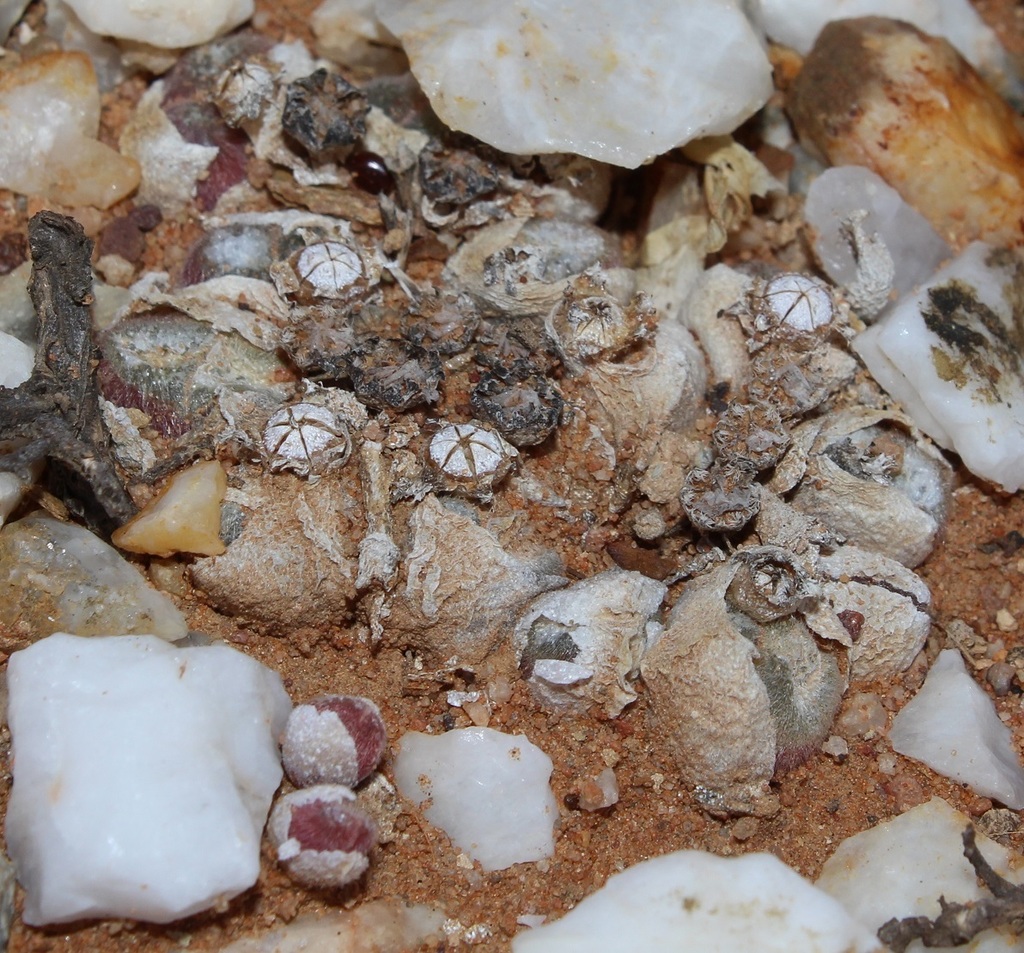 Gibbaeum pilosulum, Western Cape, ZA