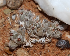 Trichodiadema marlothii