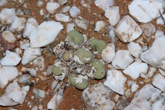 Gibbaeum heathii