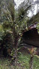 Dicksonia sellowiana