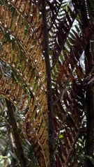 Dicksonia sellowiana, photograph (c) Nicollas Michels, some rights reserved (CC BY-SA)