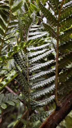 Dicksonia sellowiana, photograph 3