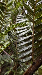 Dicksonia sellowiana, photograph (c) Nicollas Michels, some rights reserved (CC BY-SA)