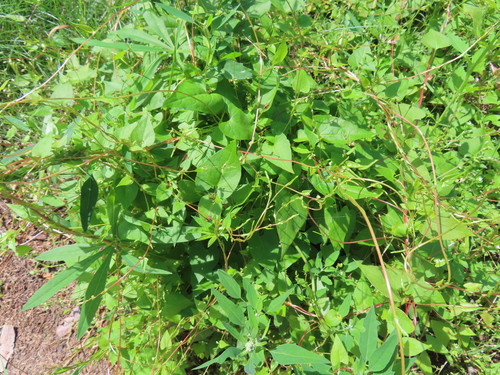 Black-bindweed