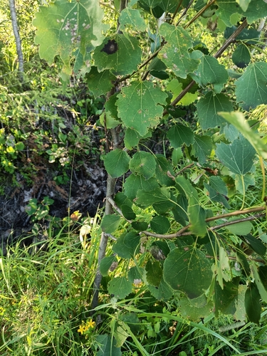 European aspen