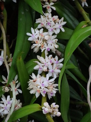 Trichoglottis rosea, photograph author not stated, no rights reserved