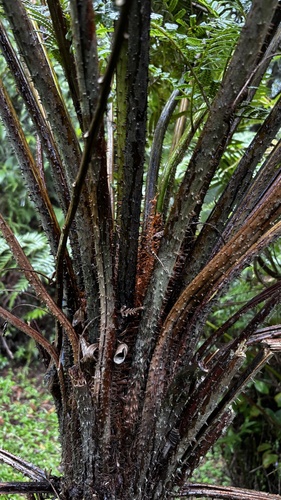 Dicksonia sellowiana, photograph 4