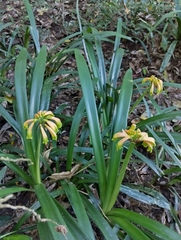 Clivia gardenii