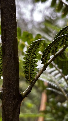 Dicksonia sellowiana, photograph 5