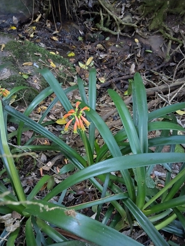 Clivia gardenii, photograph 2