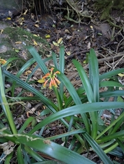 Clivia gardenii, photograph (c) Janet Gates, some rights reserved (CC BY-SA)