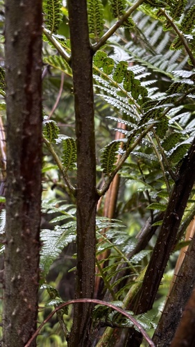 Dicksonia sellowiana, photograph 6