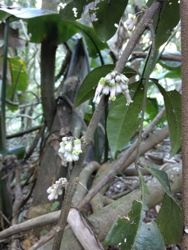 Four-finger bush (Bachmannia woodii)