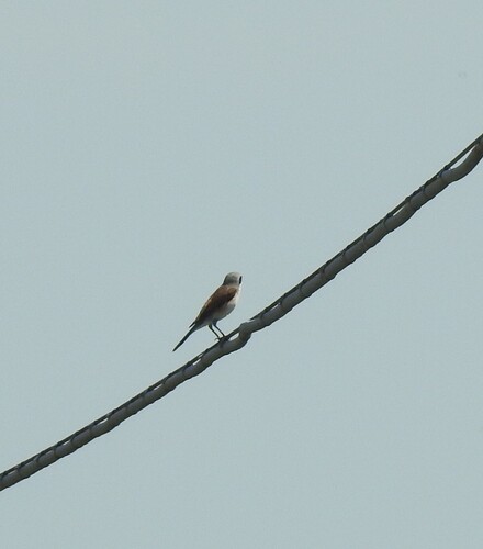 Red-backed Shrike