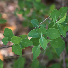 Lonicera albiflora