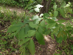 Phylloxera notabilis