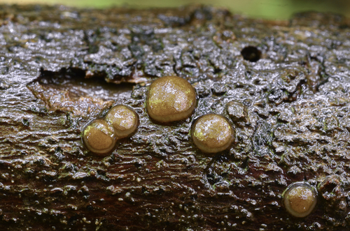 Adelphella