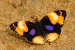 Junonia hierta paris