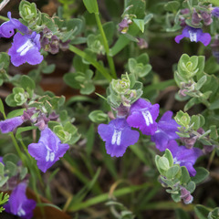 Scutellaria wrightii
