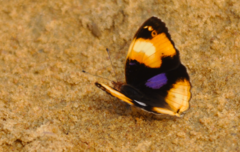 Junonia hierta paris