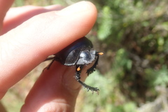Scarabaeus rusticus