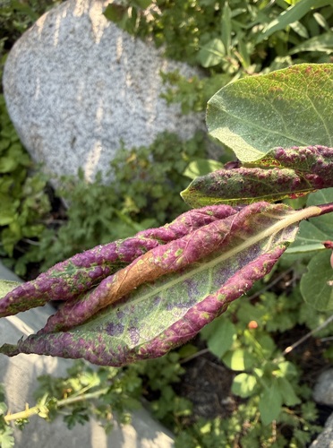 iNaturalist observation photo of Aphids