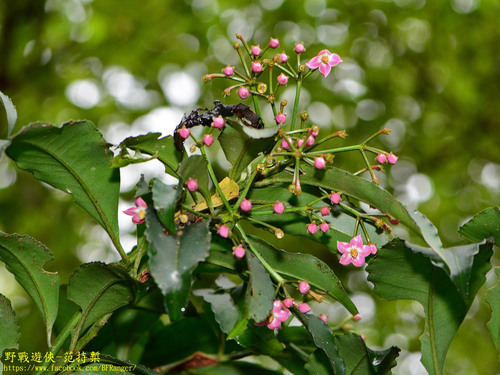 Ardisia virens