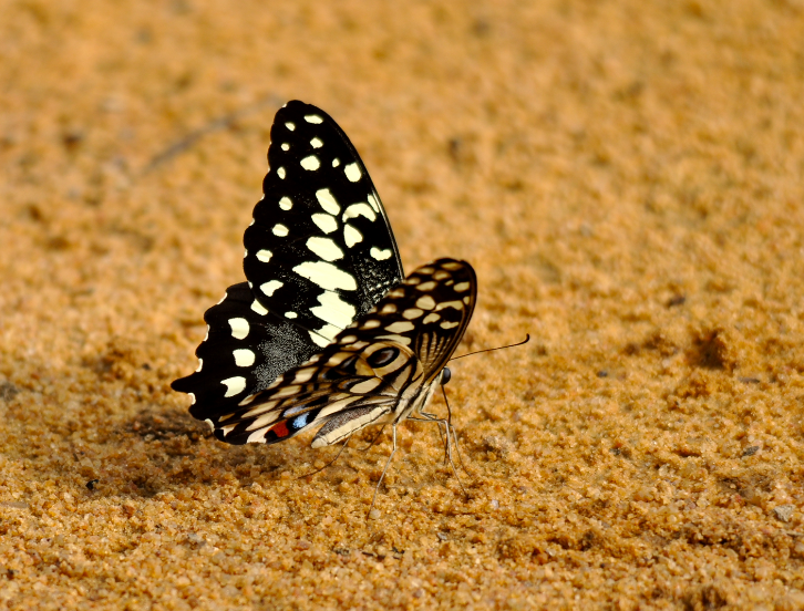 Papilio erithonioides