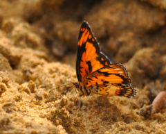 Byblia anvatara anvatara