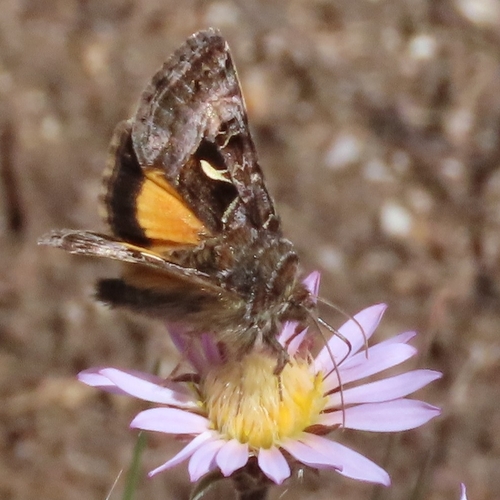 iNaturalist observation photo of Mountain Beauty Moth
