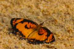 Byblia anvatara anvatara