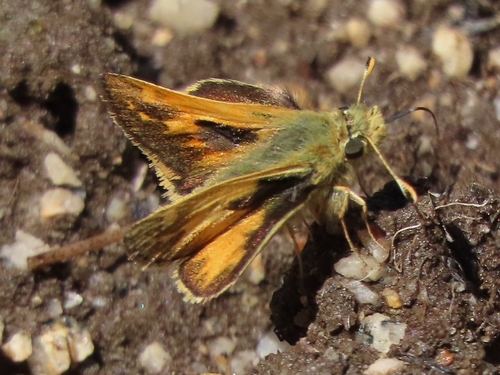 iNaturalist observation photo of Sandhill Skipper