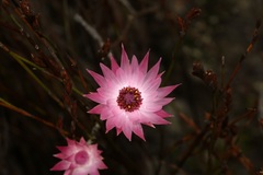 Syncarpha canescens canescens