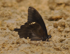 Papilio epiphorbas epiphorbas