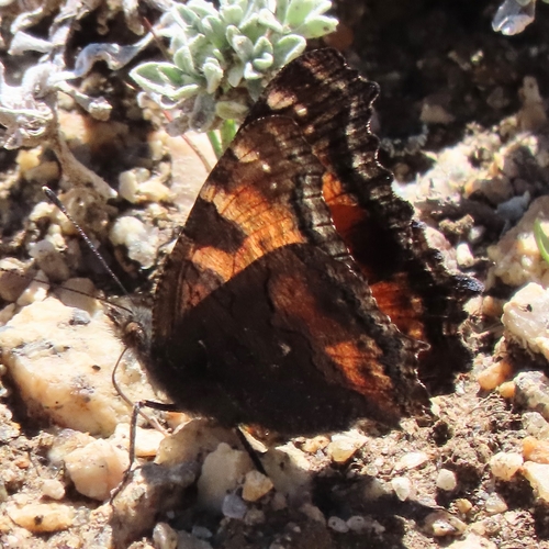 iNaturalist observation photo of California Tortoiseshell
