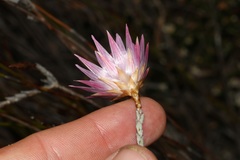 Syncarpha canescens canescens