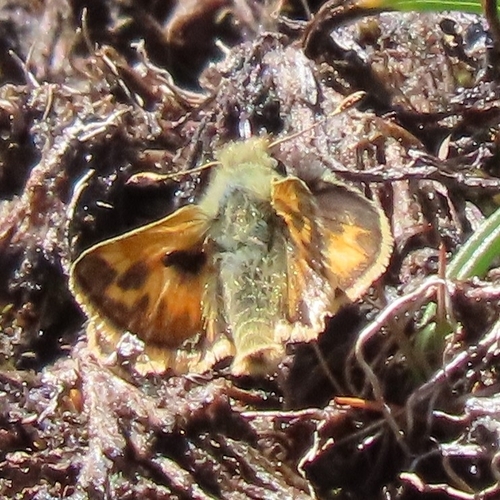iNaturalist observation photo of Sandhill Skipper