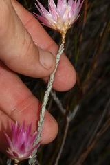 Syncarpha canescens canescens