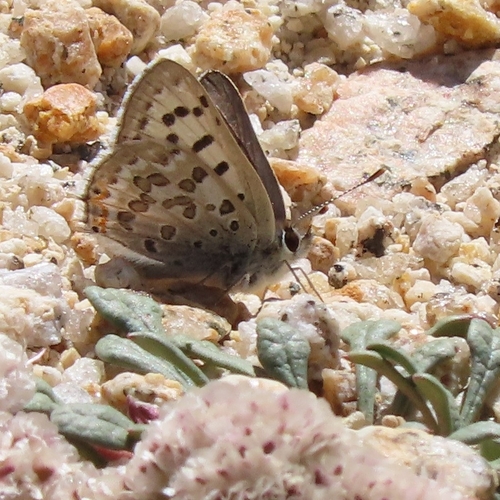 iNaturalist observation photo of Edith's Copper