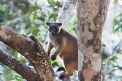 Lumholtz's Tree Kangaroo photo 4