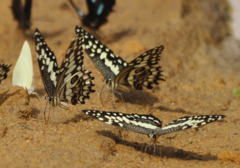 Papilio erithonioides