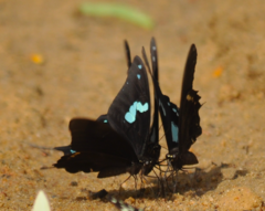 Papilio epiphorbas epiphorbas