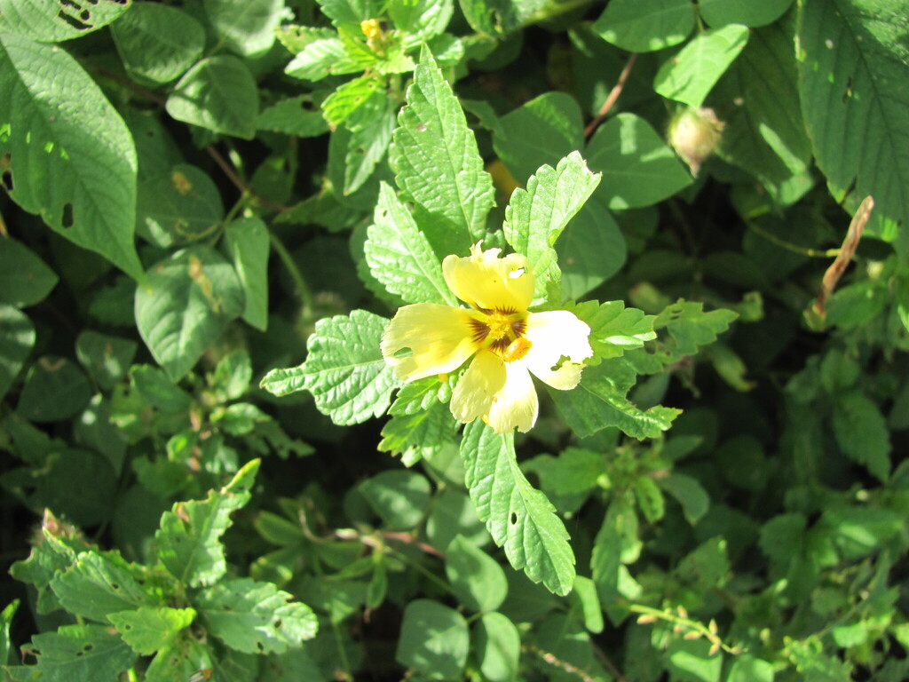 Turnera subulata, Av. Litorânea, São Luís - MA, Brasil